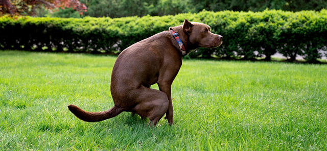 Kedi ve Köpeklerde Kabızlık Nedenleri ve Tedavisi