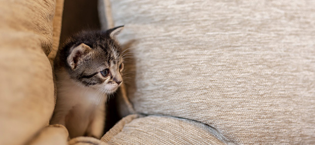 Kediler Ne Kadar Sürede Büyür? Kedi Gelişimi