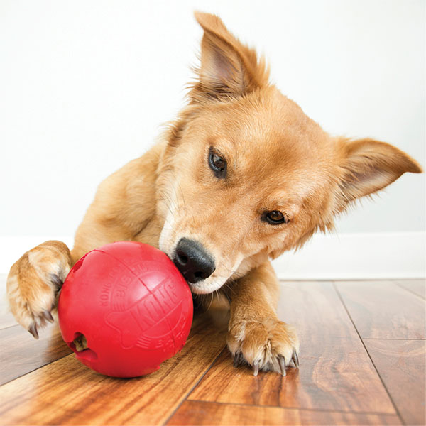 KONG Biscuit Ball Top Şeklinde Köpek Oyuncağı S