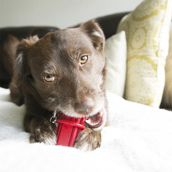 KONG Dental Stick Diş Temizliği Sağlayan Çok Amaçlı Köpek Oyuncağı S