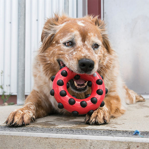 KONG Dotz Circle Halka Şeklinde Köpek Oyuncağı L - Thumbnail