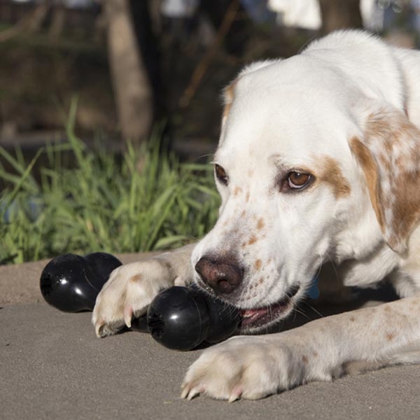 KONG Extreme Goodie Bone Kemik Şeklinde Çok Amaçlı Köpek Oyuncağı Ultra Sert L