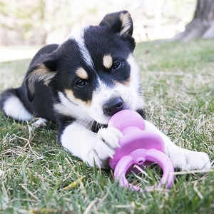 KONG Puppy Binkie Tutma Yeri Olan Yavru Köpek Oyuncağı S - Thumbnail