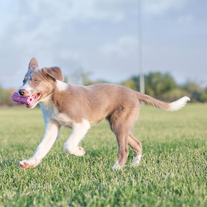 KONG Puppy Teething Stick Diş Temizliği Sağlayan Çok Amaçlı Yavru Köpek Oyuncağı S - Thumbnail