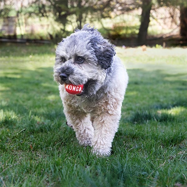 KONG Signature Ball Top Şeklinde Köpek Oyuncağı M 2li