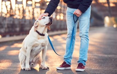 Köpeğinizi Nasıl Gezdirmelisiniz?