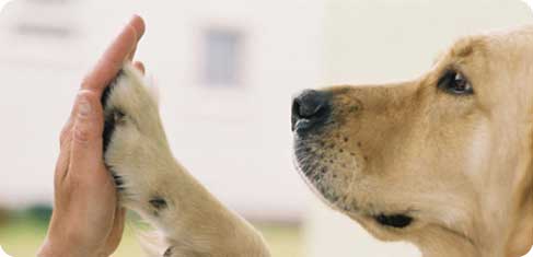 Köpek Bakımı