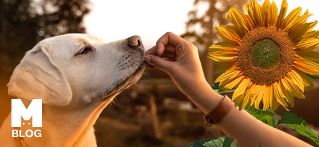 Köpek Çekirdek Yer mi?