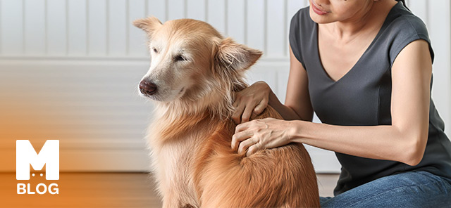 Köpek Neden Kaşınır?