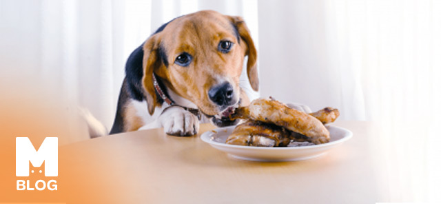 Köpekler Balık Yiyebilir mi?