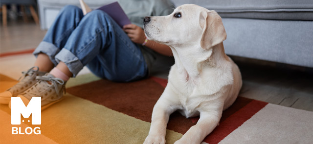 Köpekler Depremi Hisseder mi?