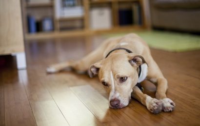 Köpekler Depresyona Girer Mi, Belirtileri Nelerdir?