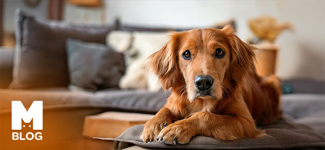 Köpekler Evde Yalnız Kalabilir mi?