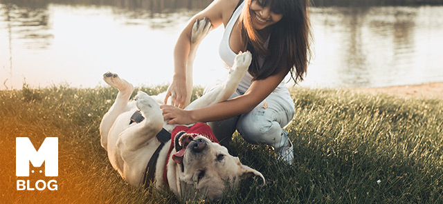 Köpekler Gıdıklanır mı?