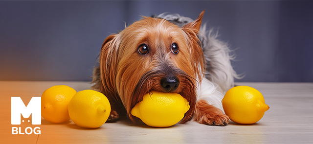 Köpekler Limon Yer mi?