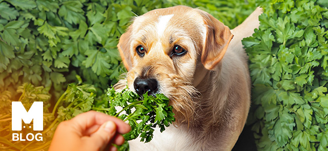 Köpekler Maydanoz Yer Mi?