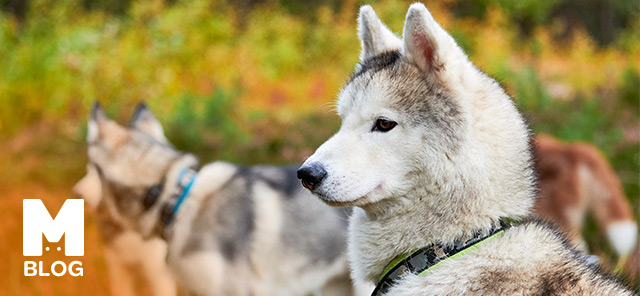 Köpekler Ne Kadar Uzaktan Koku Alır?