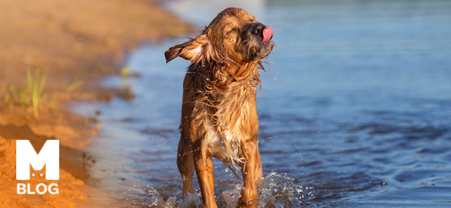 Köpekler Neden Silkelenilir?