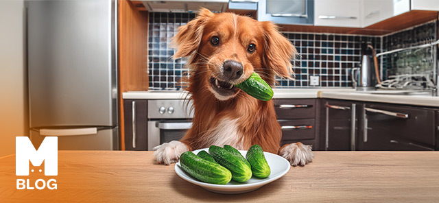 Köpekler Salatalık Yer mi?