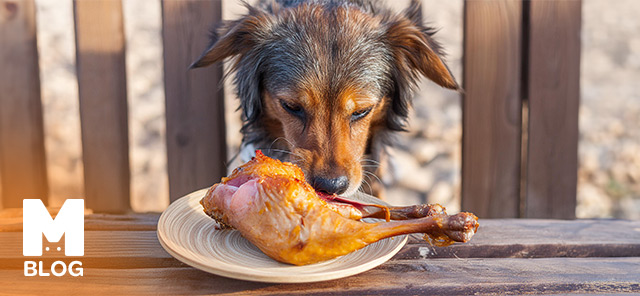 Köpekler Tavuk Yer mi?