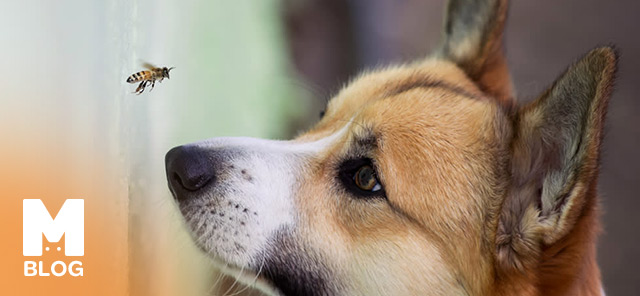 Köpeklerde Arı Sokması