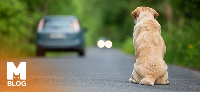 Köpeklerde Ayrılık Kaygısı Belirtileri