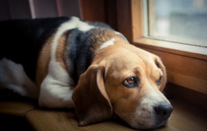 Köpeklerde Depresyon Belirtileri