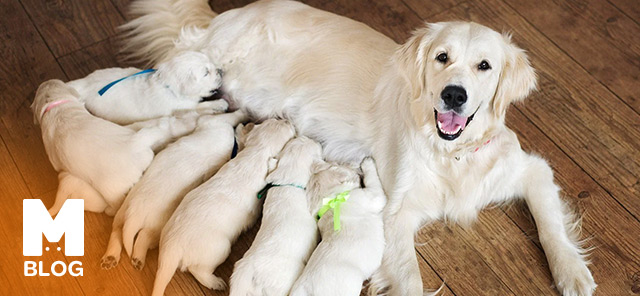 Köpeklerde Doğum Kaç Saat Sürer?