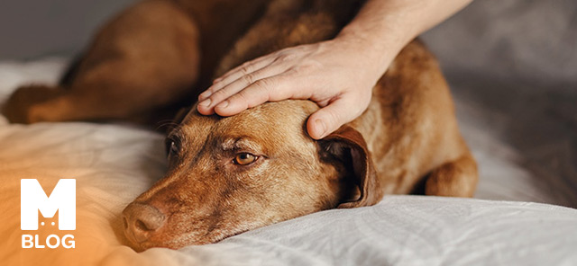 Köpeklerde Epilepsi