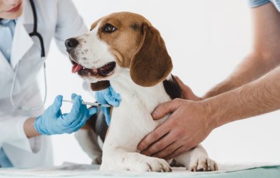 Köpeklerde Görülen Kennel Cough (Kafes Hastalığı) Nedir?