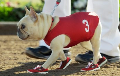 Köpeklere Kıyafet Giydirmek Doğru Mu?