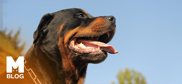 Köpeklerin Çene Basıncı Ne Kadar?