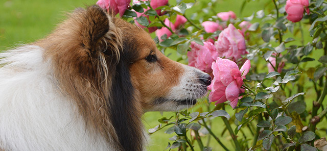 KÖPEKLERİN HOŞLANMADIĞI KOKULAR