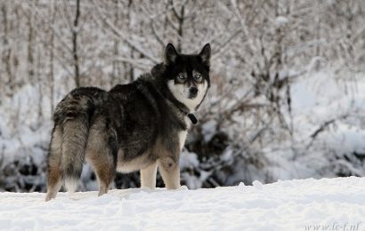 Kurtlara Benzeyen Köpek Irkları