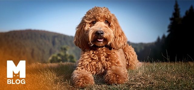 Labradoodle Köpek Irkı Özellikleri, Bakımı ve Eğitimi