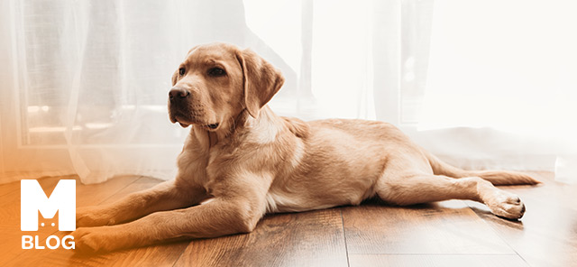 Labrador Hakkında Bilmeniz Gerekenler