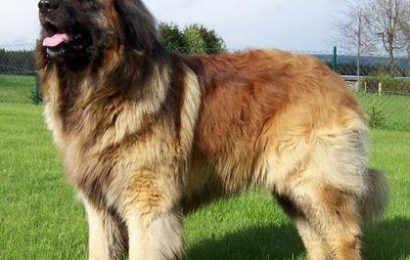 Leonberger Köpek Irkı ve Özellikleri