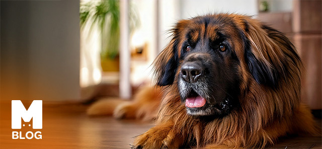 Leonberger Köpek Irkı ve Özellikleri