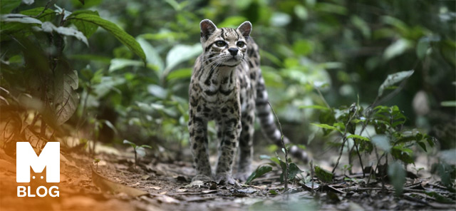 Margay Kedisi Özellikleri ve Bakımı