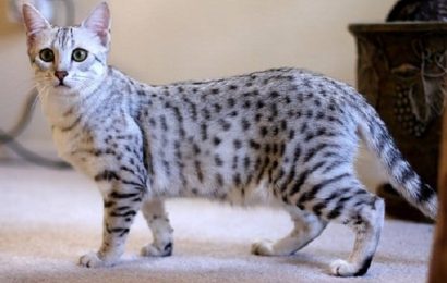 Mısır Mausu (Egyptian Mau) Kedisi Irkı ve Özellikleri