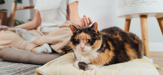 Normal Kedi Mamasıyla Kısır Kedi Maması Arasındaki Farklar