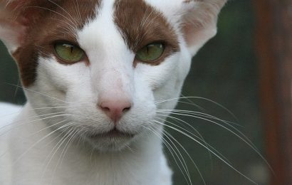 Oriental Shorthair Kedi Irkı ve Özellikleri