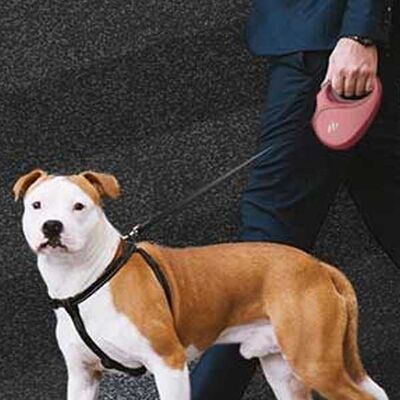 Doggie Master Serisi Otomatik Köpek Gezdirme Tasması Small