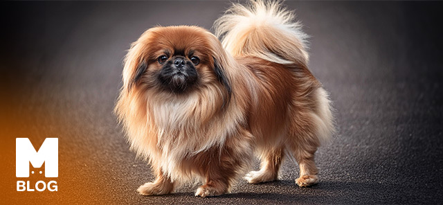 Pekinez (Pekingese) Köpek Irkı Özellikleri ve Bakımı