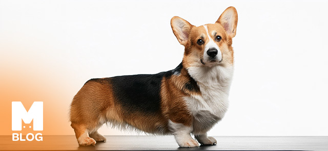 Pembroke Welsh Corgi Irkı Özellikleri, Bakımı ve Eğitimi