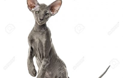 Peterbald Kedi Irkı ve Özellikleri