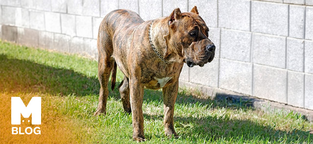 Presa Canario Köpek Irkı Özellikleri ve Bakımı