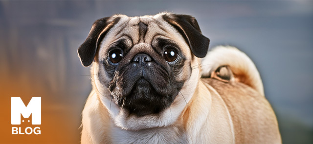 Pug Cinsi Köpek Özellikleri ve Bakımı