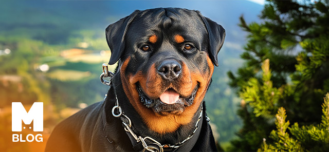 Rottweiler Köpek Irkı Özellikleri ve Bakımı