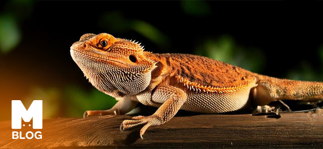 Sakallı Ejder (Bearded Dragon) Özellikleri ve Bakım Rehberi